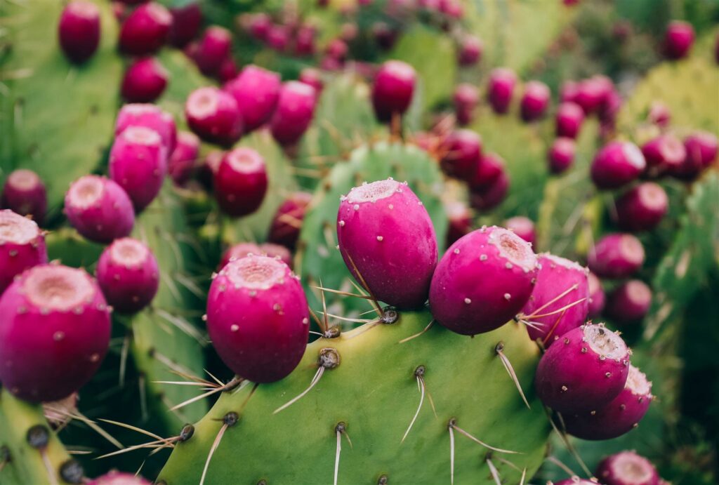 ARKOCAPS nopal caps VG 45 pce