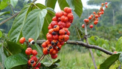 ARKOCAPS guarana caps bio bte 40 pce
