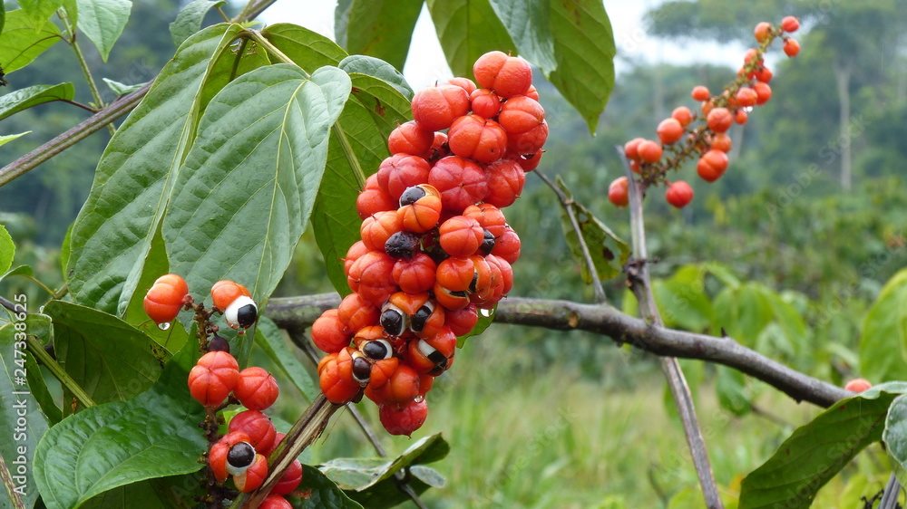 ARKOCAPS guarana caps bio bte 40 pce